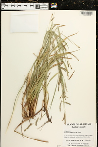 Carex oxylepis image