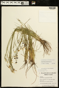 Sisyrinchium atlanticum image