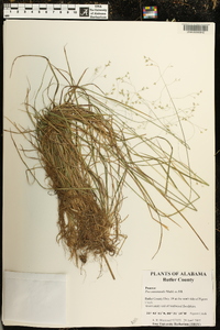 Poa autumnalis image