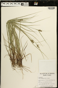 Carex complanata image