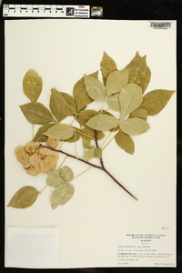 Ptelea trifoliata subsp. trifoliata image