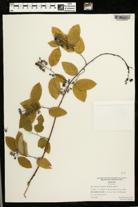 Berchemia scandens image