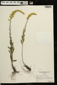 Solidago nemoralis var. nemoralis image