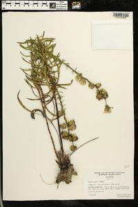 Liatris aspera image