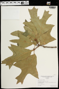 Quercus laevis image