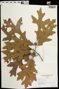 Quercus lyrata image