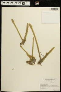 Lycopodiella alopecuroides image