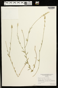 Polygala boykinii image