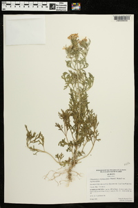 Glandularia bipinnatifida var. bipinnatifida image