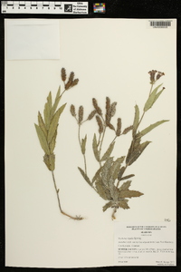 Verbena rigida image