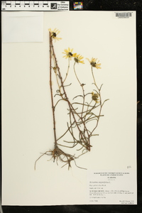 Helianthus angustifolius image