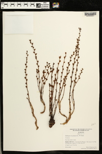 Epifagus virginiana image