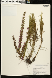 Liatris microcephala image