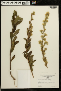 Solidago petiolaris image