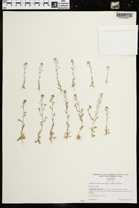 Draba brachycarpa image