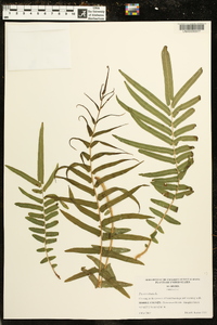 Pteris vittata image