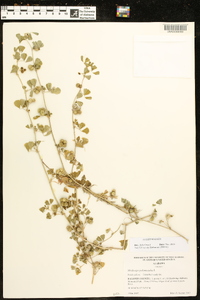 Medicago polymorpha image