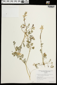 Corydalis micrantha subsp. australis image