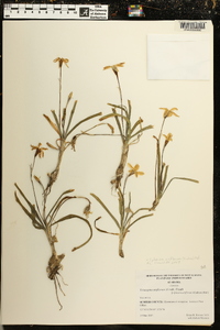 Ipheion uniflorum image