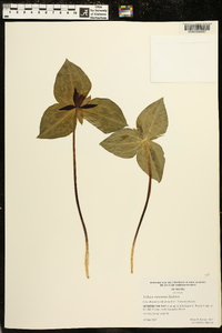 Trillium stamineum image