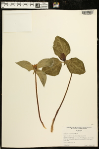 Trillium recurvatum image