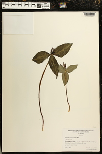 Trillium lancifolium image