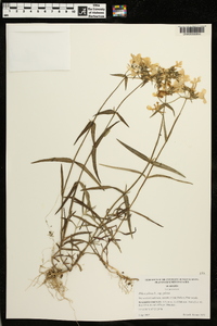 Phlox pilosa subsp. pilosa image