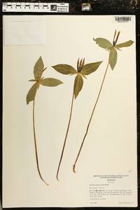 Trillium lancifolium image