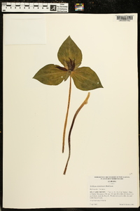 Trillium stamineum image