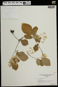 Styrax grandifolius image