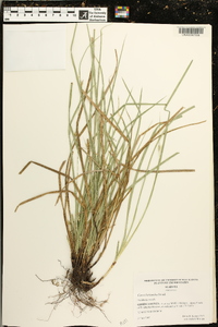 Carex basiantha image