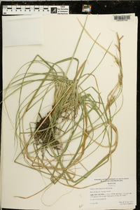 Carex cherokeensis image