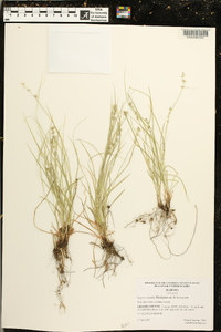 Carex socialis image