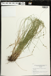 Carex atlantica subsp. capillacea image