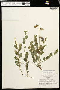 Crotalaria rotundifolia image