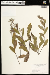 Licania michauxii image