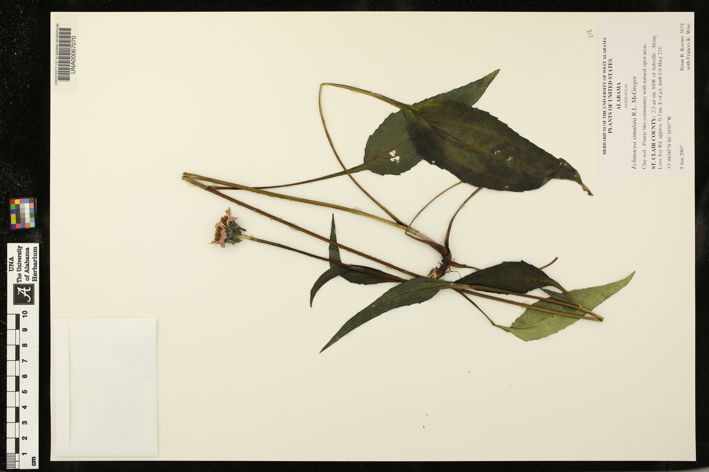 Echinacea simulata image