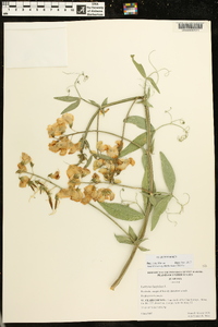 Lathyrus latifolius image