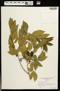 Rhamnus lanceolata image