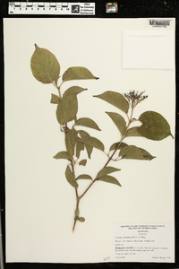 Cornus drummondii image