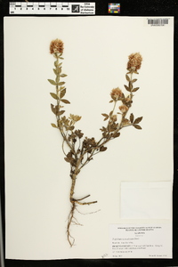 Trifolium vesiculosum image