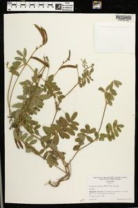 Tephrosia spicata image