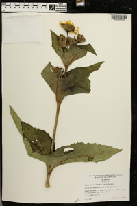 Silphium perfoliatum image