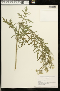 Parthenium hysterophorus image