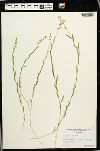 Asemeia grandiflora image