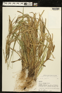 Eustachys petraea image