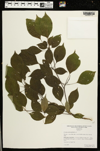 Cornus alternifolia image