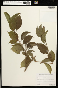 Cornus drummondii image