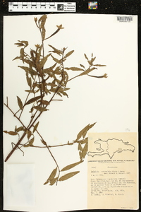 Ludwigia octovalvis image