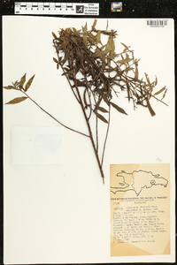 Ludwigia leptocarpa image